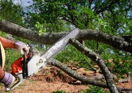 Taylor, AL Tree Removal and Landscaping Services Company